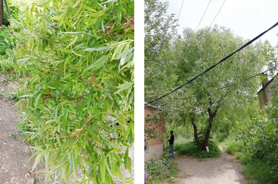 電氣事故引發(fā)加州山火，據(jù)說(shuō)這個(gè)裝置可以避免事故發(fā)生！