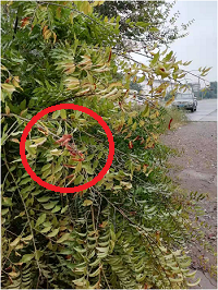 1電氣事故引發(fā)加州山火，據(jù)說(shuō)這個(gè)裝置可以避免事故發(fā)生！